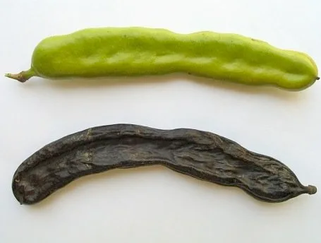 carob
